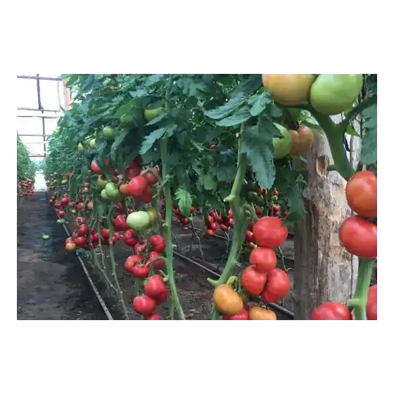 Seminte de tomate TY-12 F1, 100 seminte, Rijk Zwaan Reducere extra