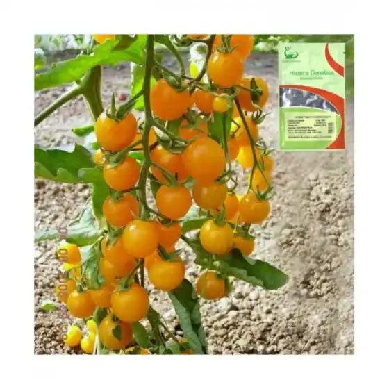 Seminte de tomate Summer Sun F1, 100 seminte, Hazera Retur gratuit