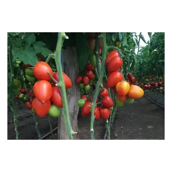 Seminte de tomate Giacomo F1, 1000 seminte, Rijk Zwaan Ultima șansă