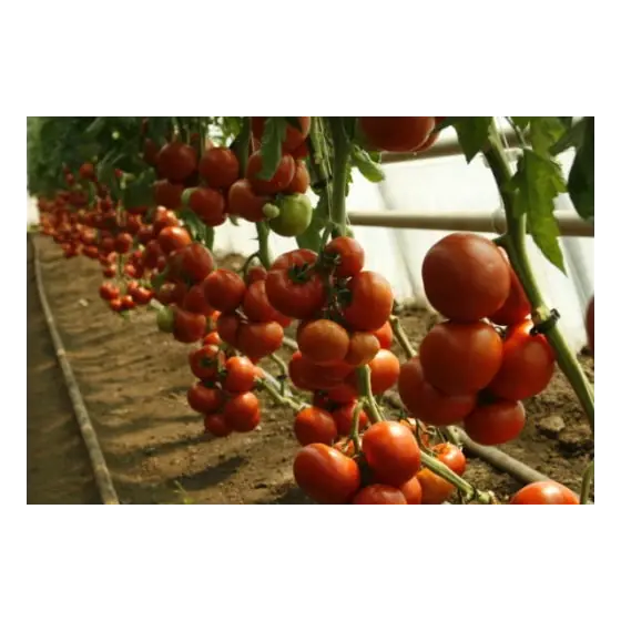 Seminte de tomate Attiya F1 (73-667), 100 seminte, Rijk Zwaan Super ofertă