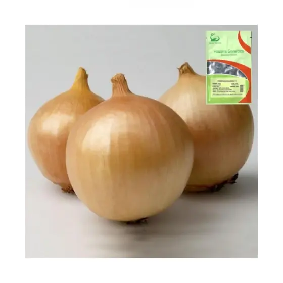 Seminte de ceapa aurie Franzisco, 250000 seminte, Hazera Preț redus