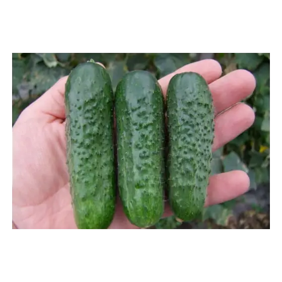 Retur ușor Seminte de castraveti Florist,10 g, Pieterpikzonen