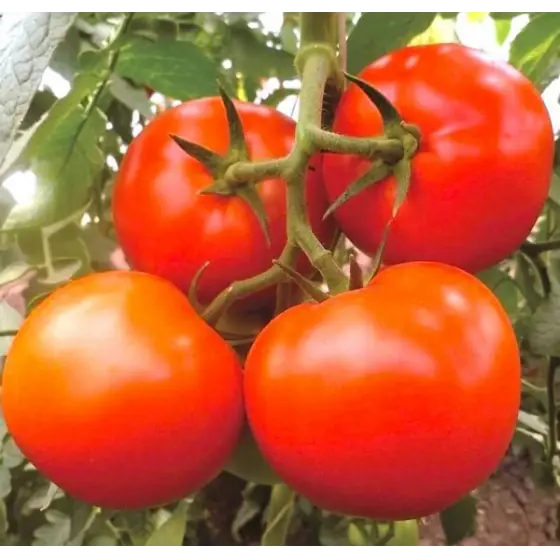 Cel mai vândut Seminte tomate Matissimo F1, 100 seminte