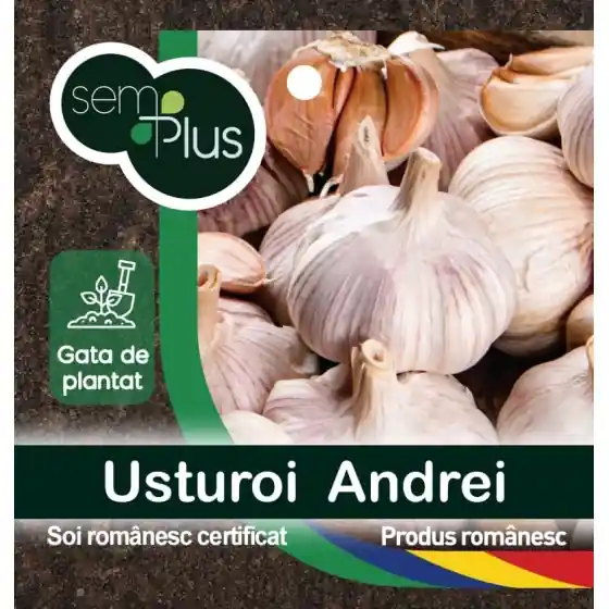 Usturoi romanesc de samanta, soi Andrei, 1 Kg Ofertă exclusivă