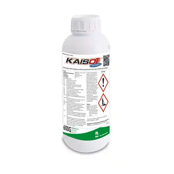 Kaiso Sorbie 5 WG, 600 grame Ofertă exclusivă